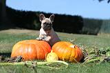 BOULEDOGUE FRANCAIS 290